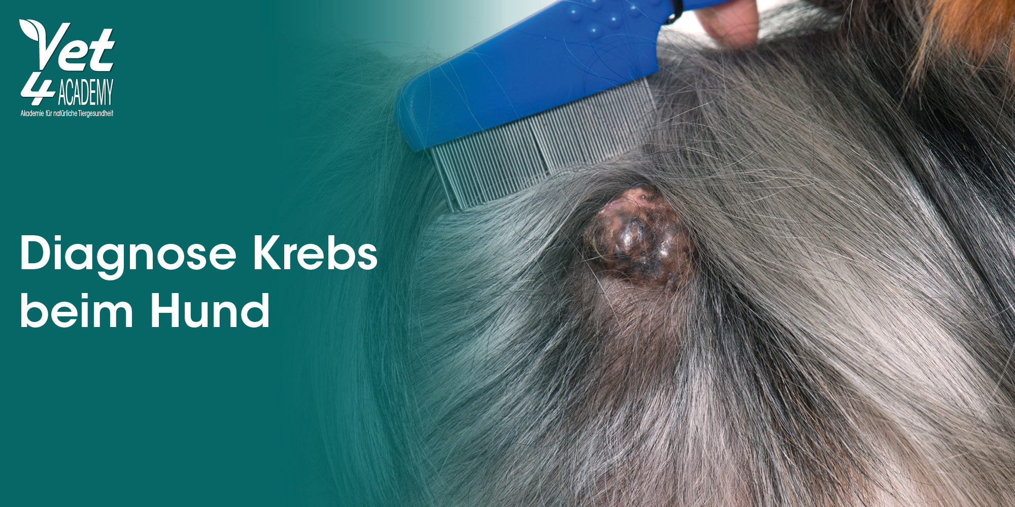 Hauttumor, Krebs, Hund, Ohrrandbildung, Tiergesundheit