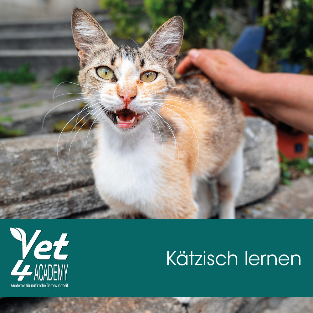 Abessinisch, Katze, Haustier, Kätzchen, Person