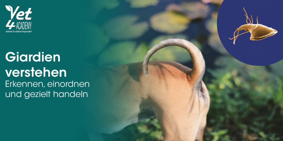 Hund, Schwanz, braun, im Freien, Gras