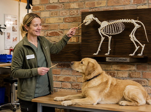 Hund, Skelett, Tiermodell, Tierarztpraxis, Ausstellung