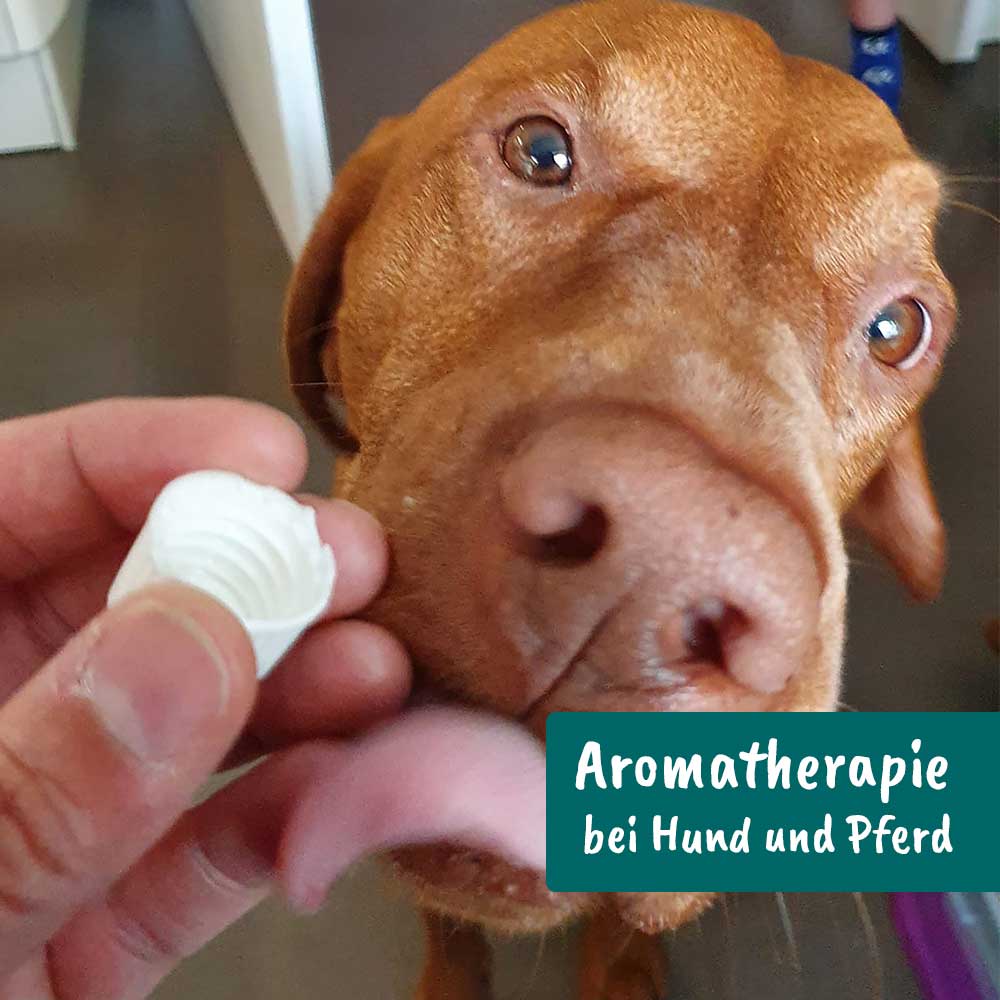 Aromatherapie bei Hund und Pferd