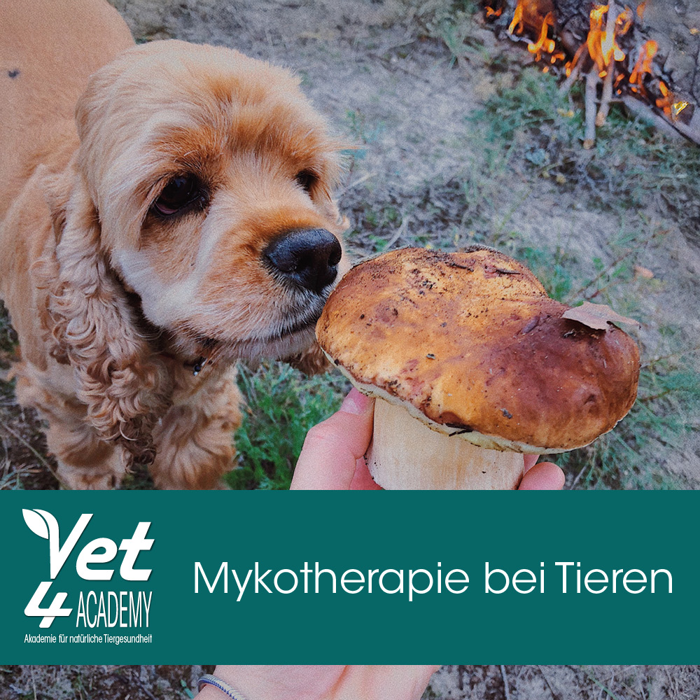 Fungus, Pflanze, Hund, Cockerspaniel