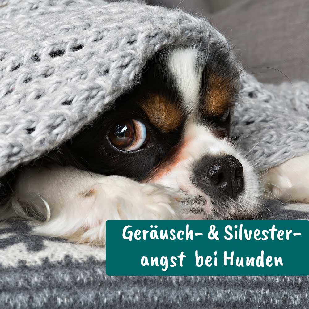 banner_Aufzeichnungen_Geraeuscheangst_Silvesterangst-bei-Hunden-