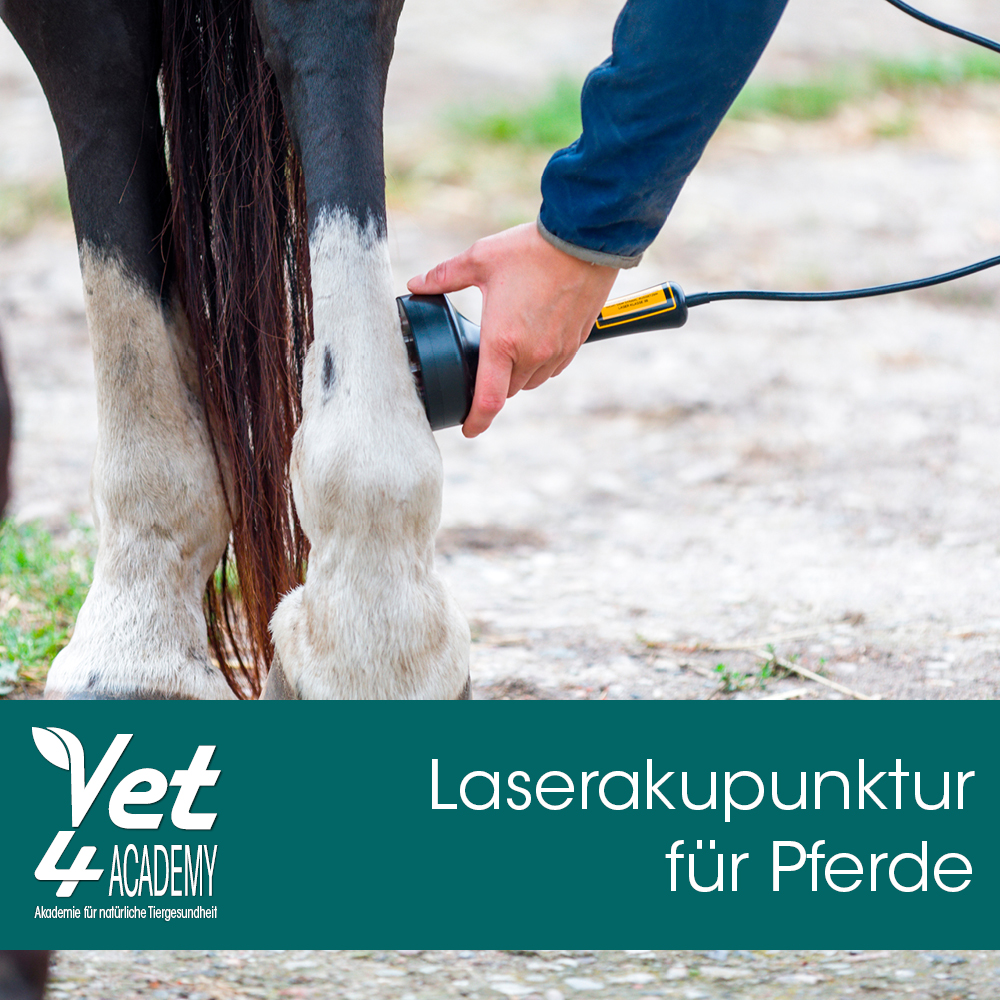 Videoaufzeichnung - Laserakupunktur für Pferde Zubehor, Riemen, Person