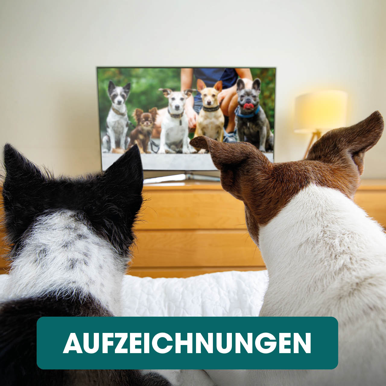 Bildschirm, Computer-Hardware, Computerausrüstung, Überwachen, FERNSEHER, Bildschirm, Computer-Hardware, Computerausrüstung, Überwachen, FERNSEHER, Bildschirm, Computer-Hardware, Computerausrüstung, Überwachen, FERNSEHER, Bildschirm, Computer-Hardware, Co