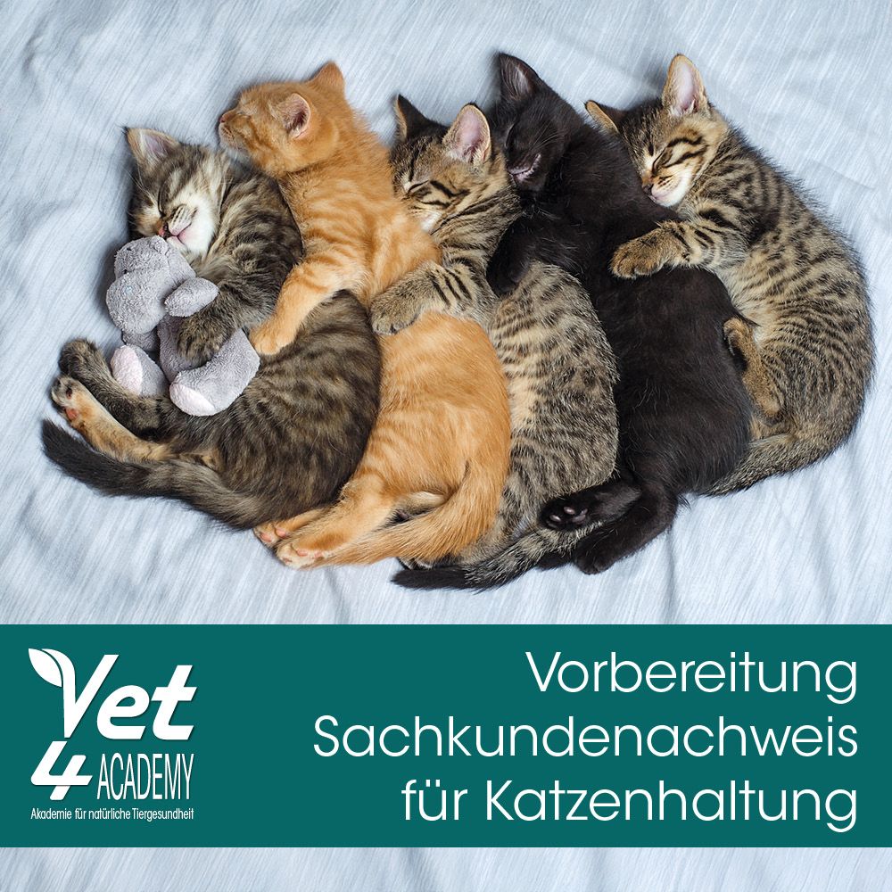 Tier, Katze, Kätzchen, Säugetier, Haustier
