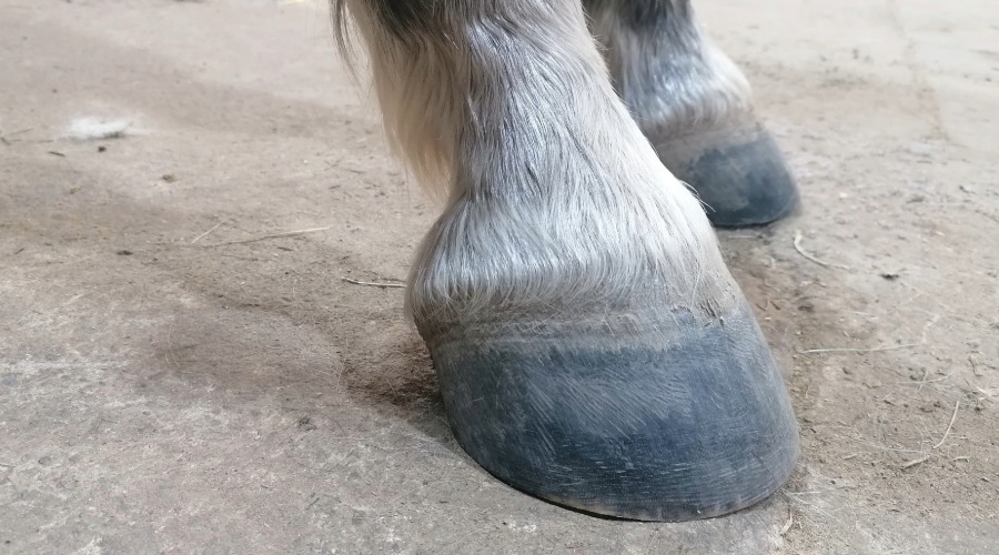 Pferd, Huf, Hufe, grau, Tier