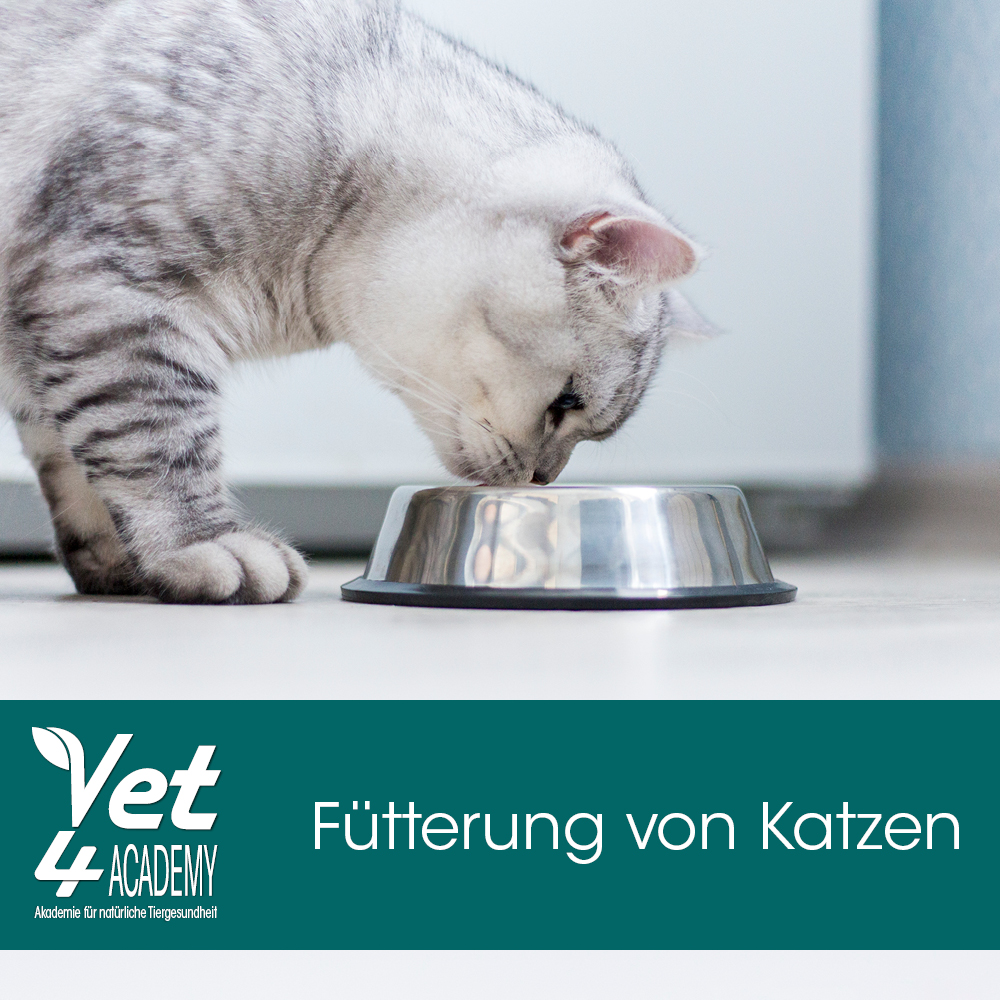 Videoaufzeichnung - Fütterung von Katzen Wie? Was? Womit? Tier, Katze, Säugetier, Haustier