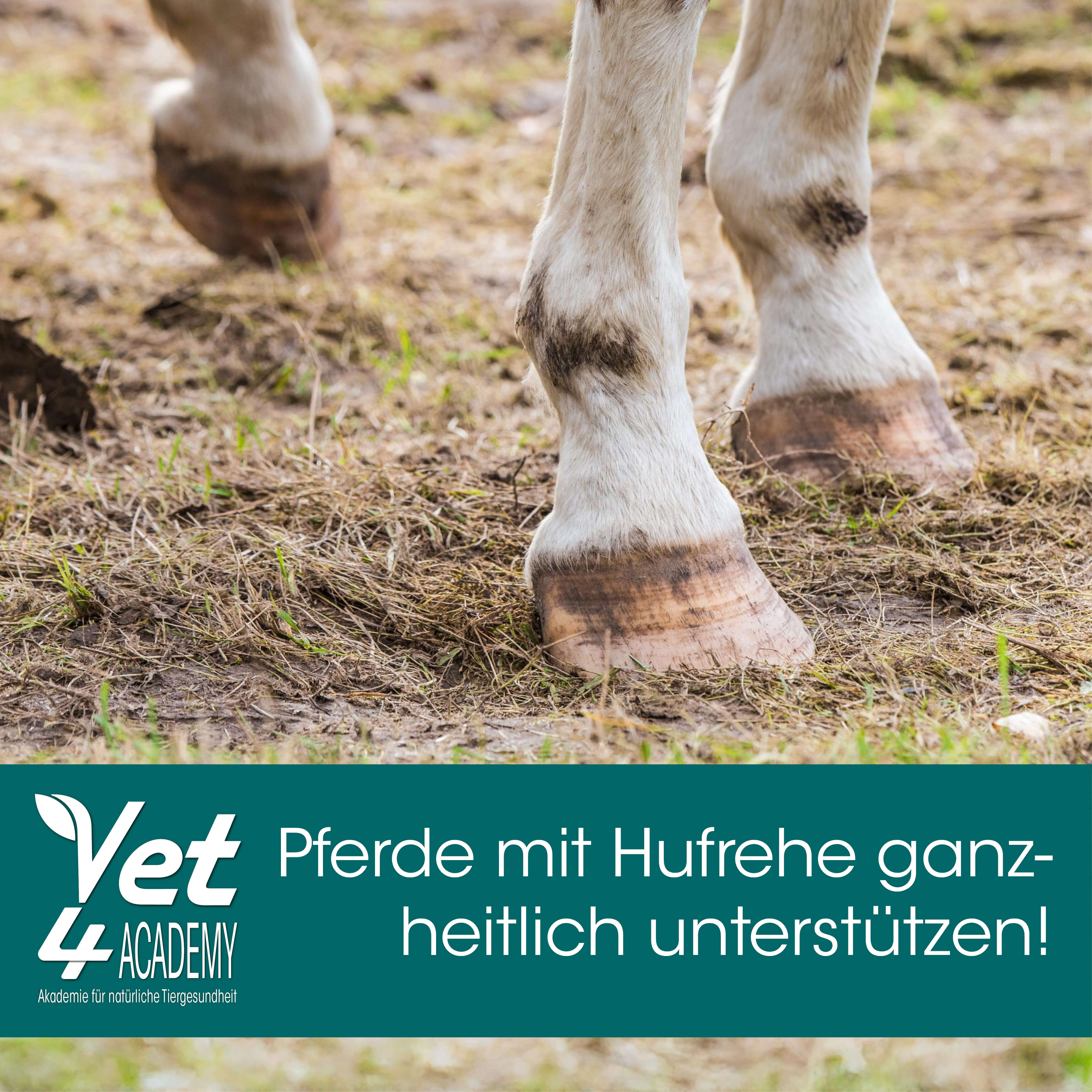 Videoaufzeichnung - Pferde mit Hufrehe ganzheitlich unterstützen! Feld, Im Freien, Weide, Ländlich, Grünland