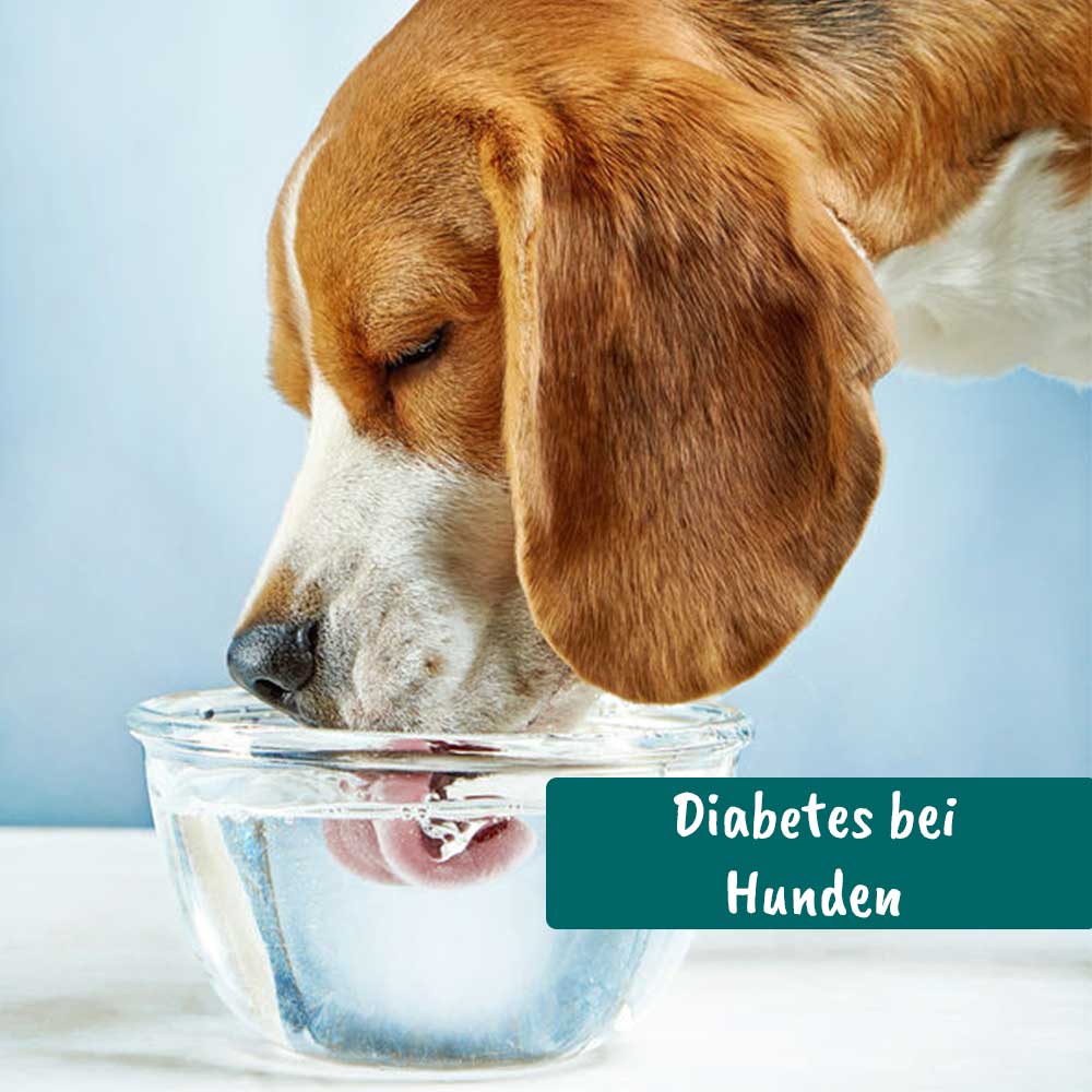 Videoaufzeichnung - Diabetes bei Hunden