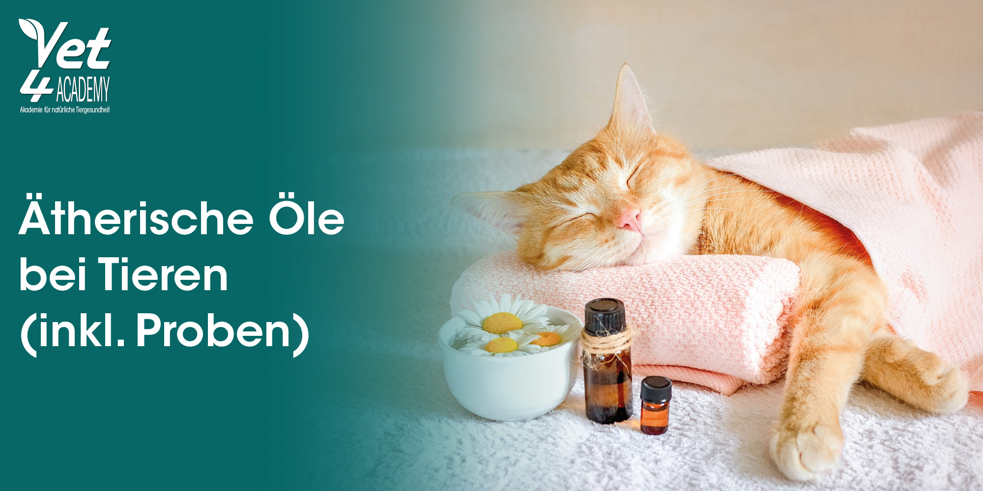 Katze, Kätzchen, Säugetier, Haustier, Werbung