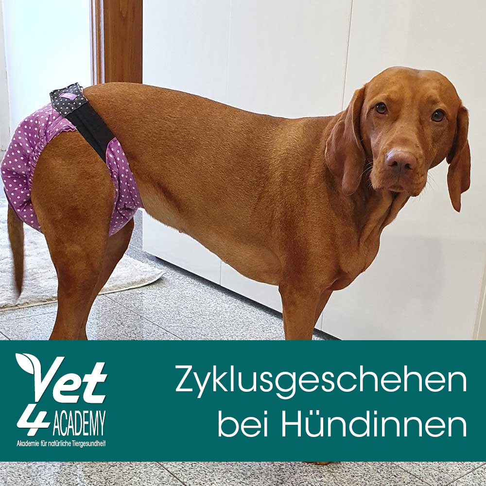 Tier, Hund, Säugetier, Haustier, Tier, Hund, Säugetier, Haustier