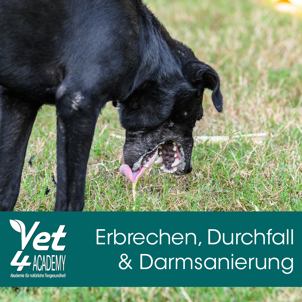 Videoaufzeichnung - Erbrechen, Durchfall und Darmsanierung beim Hund Videoaufzeichnung - Erbrechen, Durchfall und Darmsanierung beim Hund