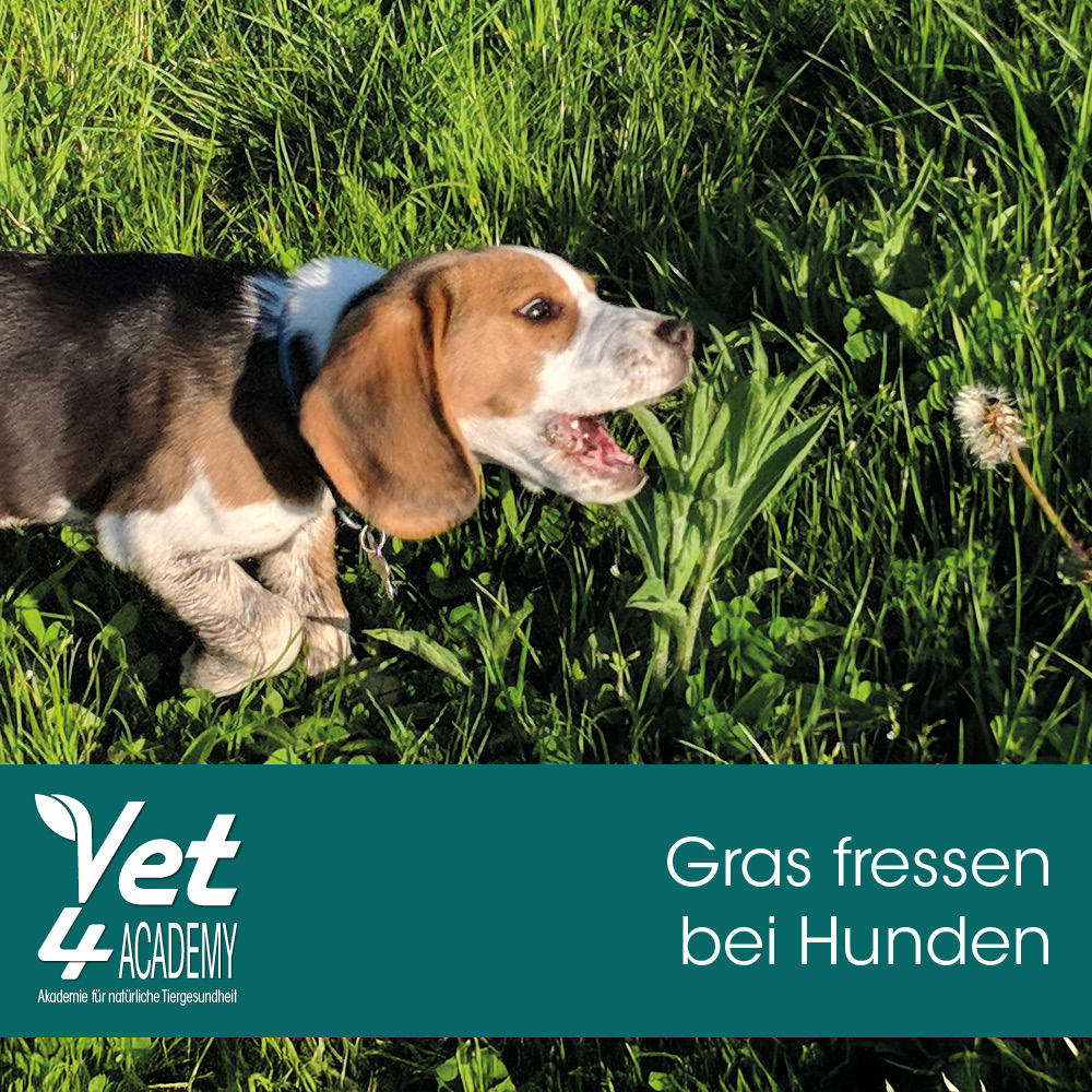Hund, Gras, Beagle