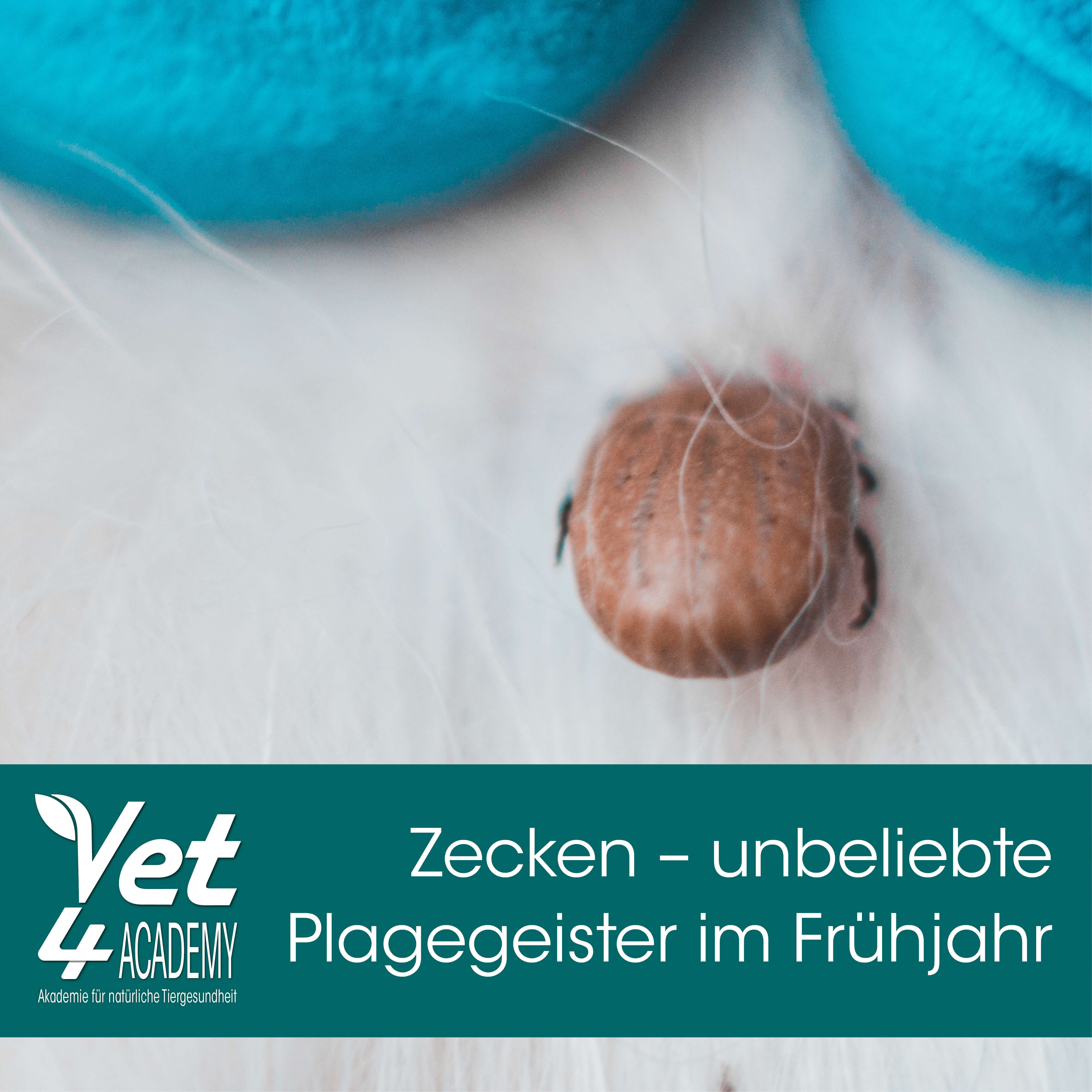 Videoaufzeichnung - Zecken – unbeliebte Plagegeister im Frühjahr Zecke