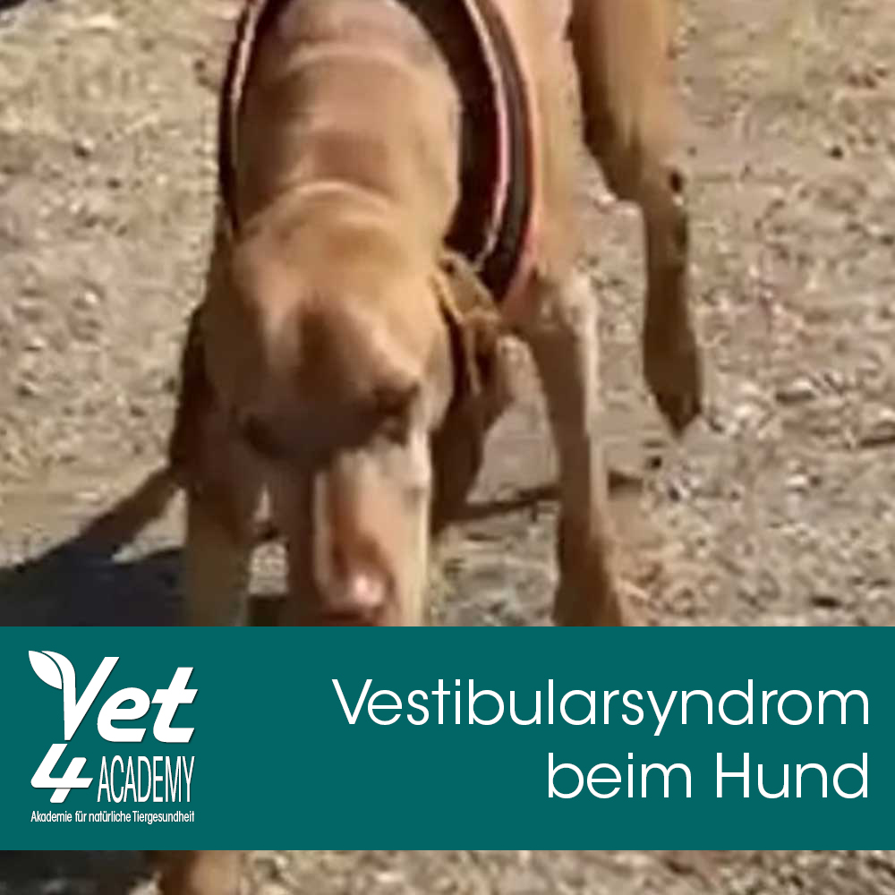Videoaufzeichnung - Vestibularsyndrom beim Hund Hund, Säugetier, Haustier