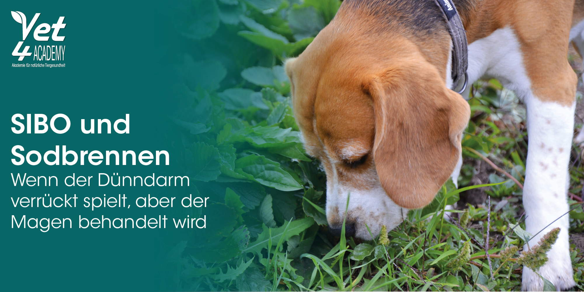 beagle, collar, dog, schnauze, gras