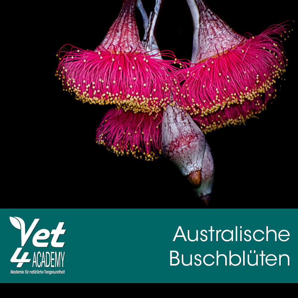 Videoaufzeichnung - Australische Buschblüten Videoaufzeichnung - Australische Buschblüten