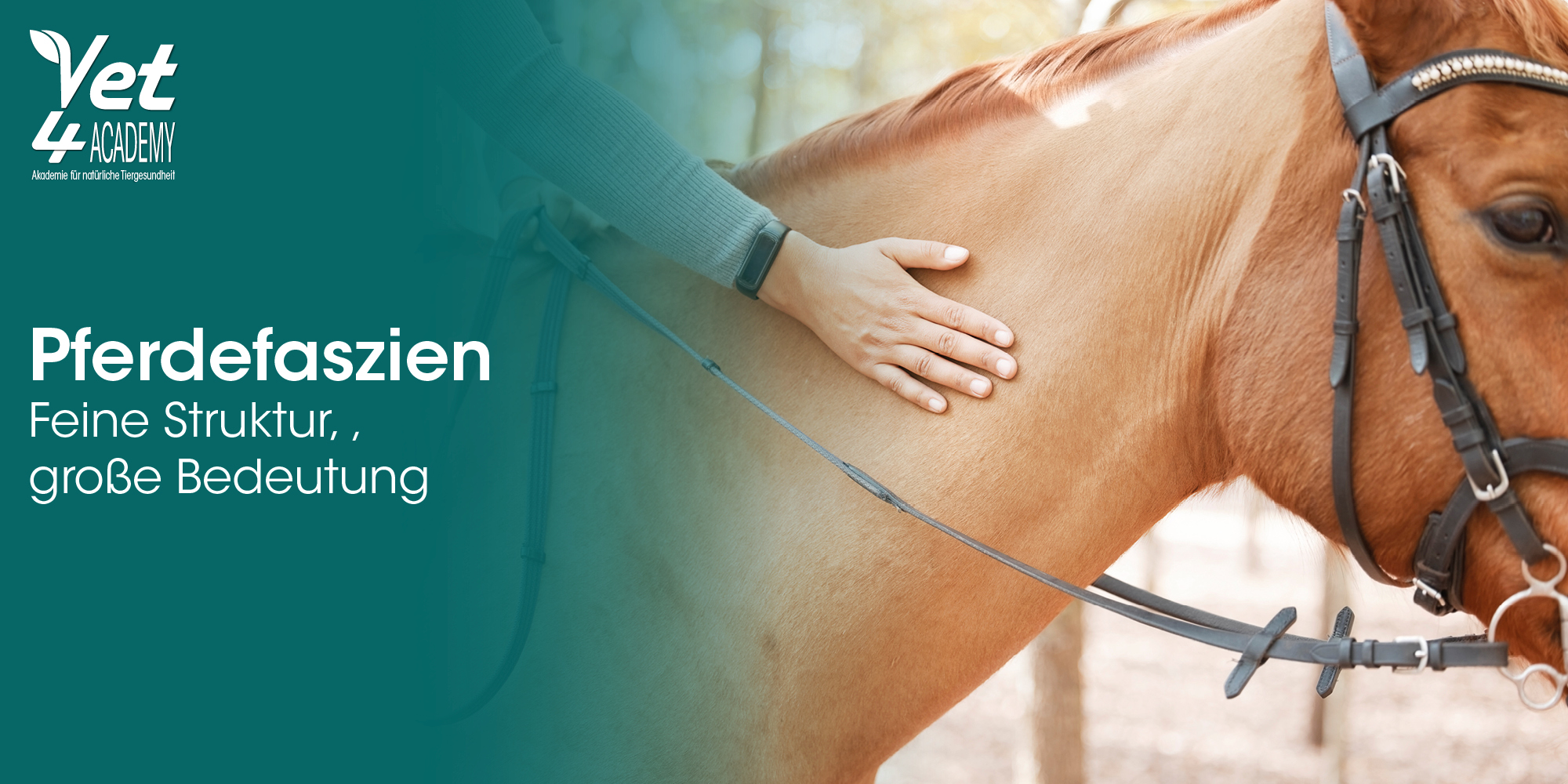 pferd, pferdefaszie, ausrüstung, ledertrense, harmonie
