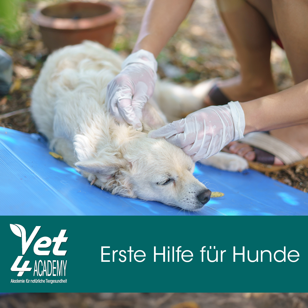 Videoaufzeichnung - Erste Hilfe für Hunde Bekleidung, Handschuh, Person, Hund, Haustier