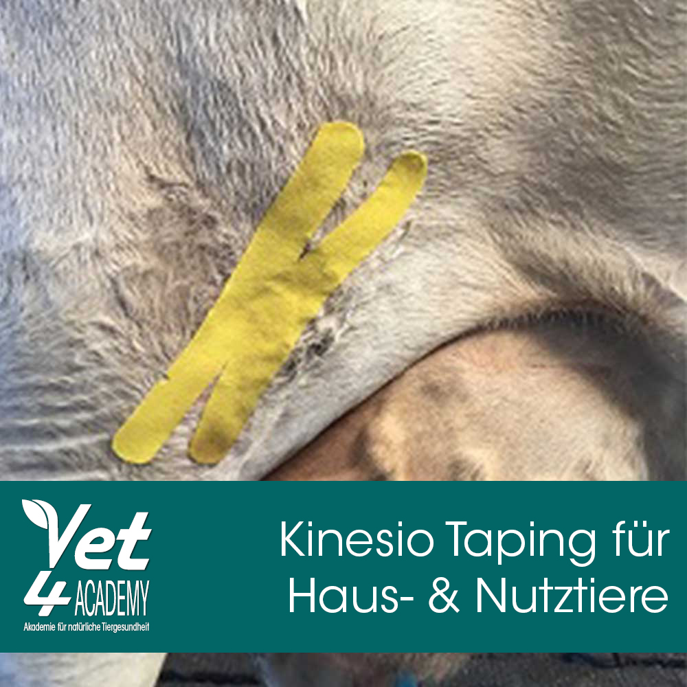 Videoaufzeichnung - Kinesio Taping für Haus- und Nutztiere Videoaufzeichnung - Kinesio Taping für Haus- und Nutztiere