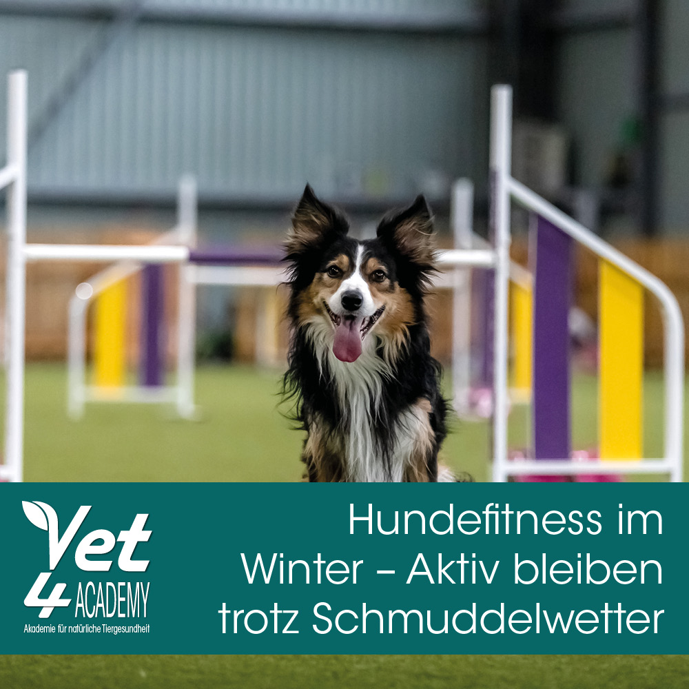 Gras, Hund, Haustier, Spielbereich