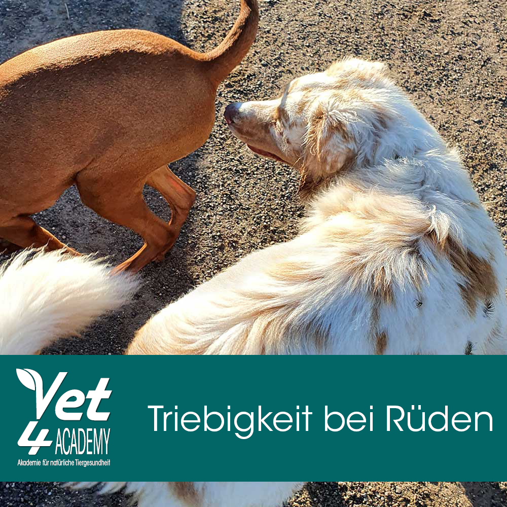 Videoaufzeichnung - Triebigkeit bei Rüden Videoaufzeichnung - Triebigkeit bei Rüden