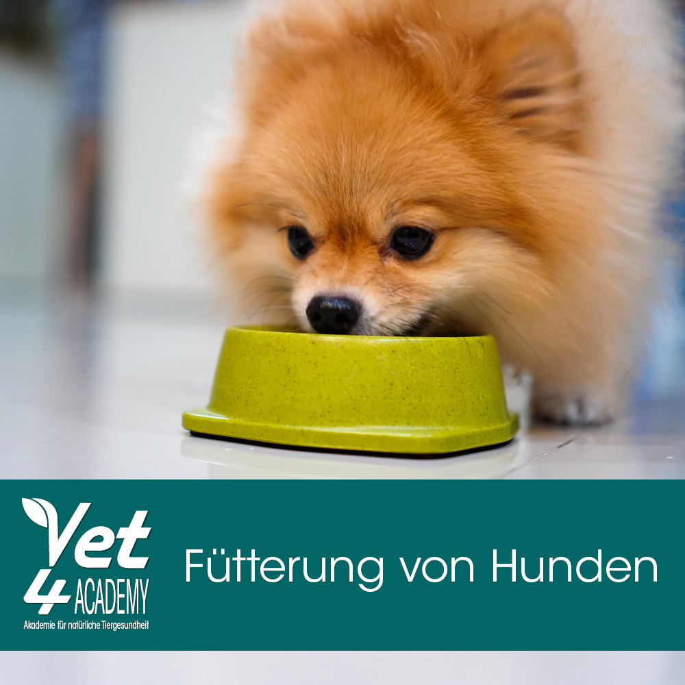 Videoaufzeichnung - Fütterung von Hunden - Welches Futter ist das Richtige für meinen Hund? Hund, Säugetier, Haustier, Welpe