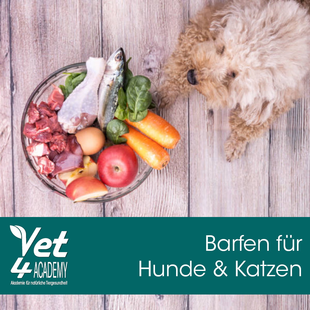 Videoaufzeichnung - Barfen für Hunde und Katzen im Seniorenalter Essen, Mittagessen, Mahlzeit, Fleisch, Schwein