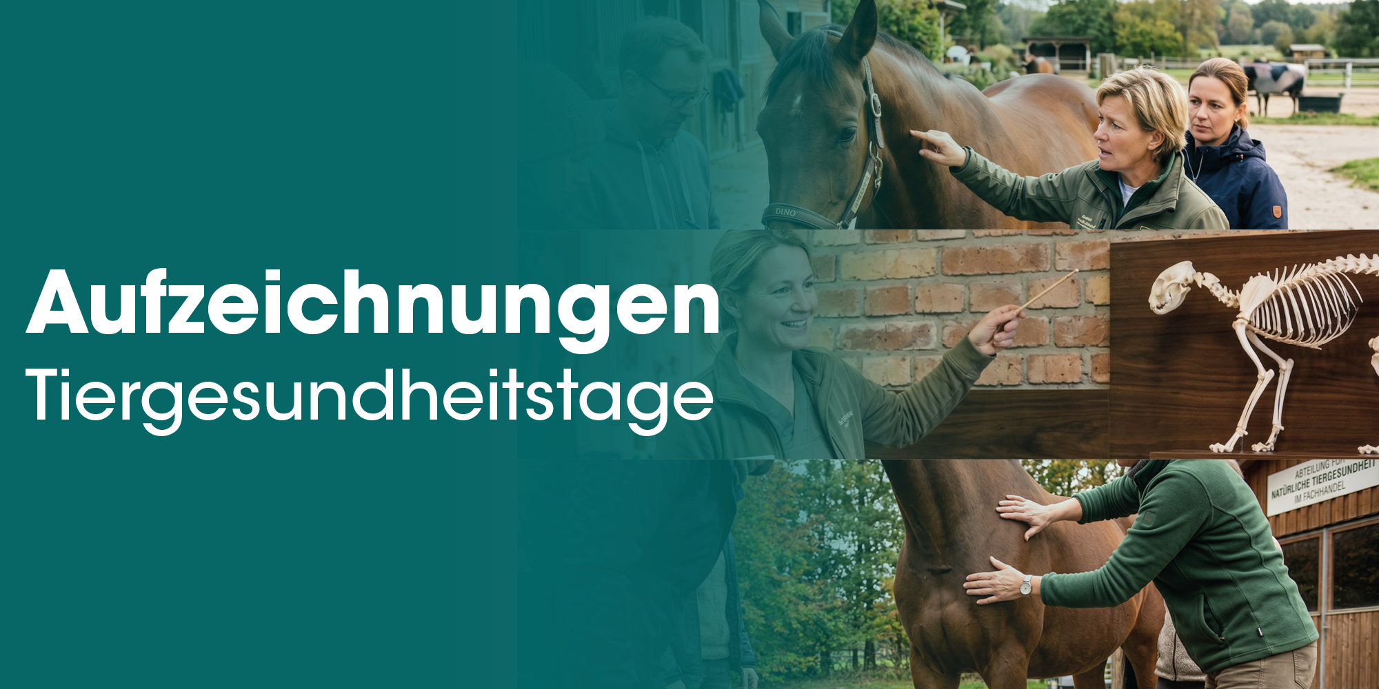Pferd, Tierarzt, Kopfhalsband, Reiter, Skelettmodell
