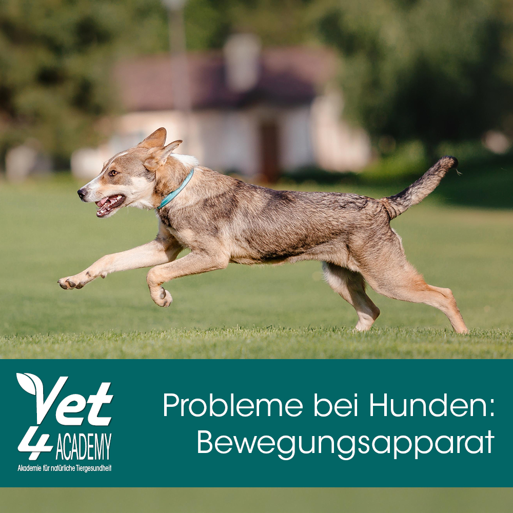 85831_Bewegungsapparat Hund