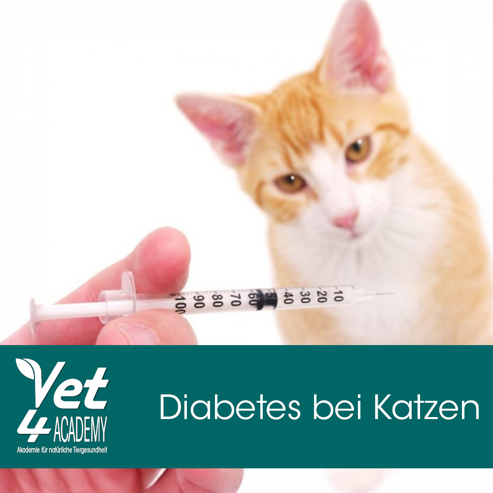 Videoaufzeichnung - Diabetes bei Katzen Videoaufzeichnung - Diabetes bei Katzen