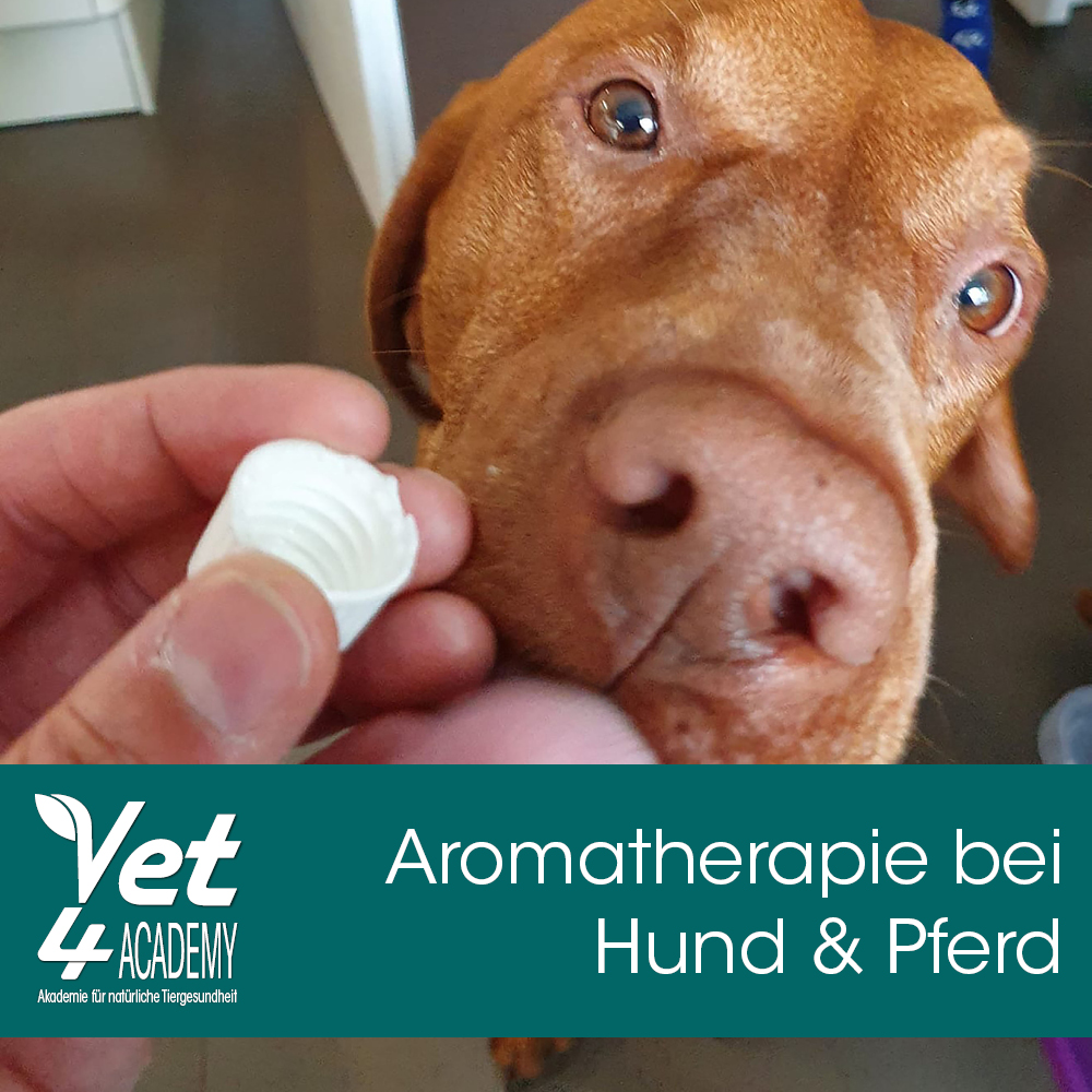 Videoaufzeichnung - Aromatherapie bei Hund und Pferd Schnauze, Hund, Säugetier, Haustier