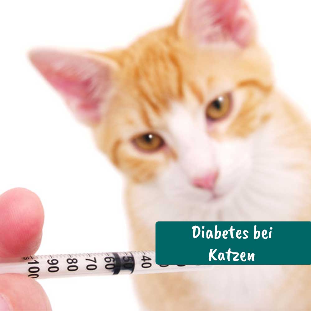 banner_Aufzeichnungen_Diabetes-bei-Katzen