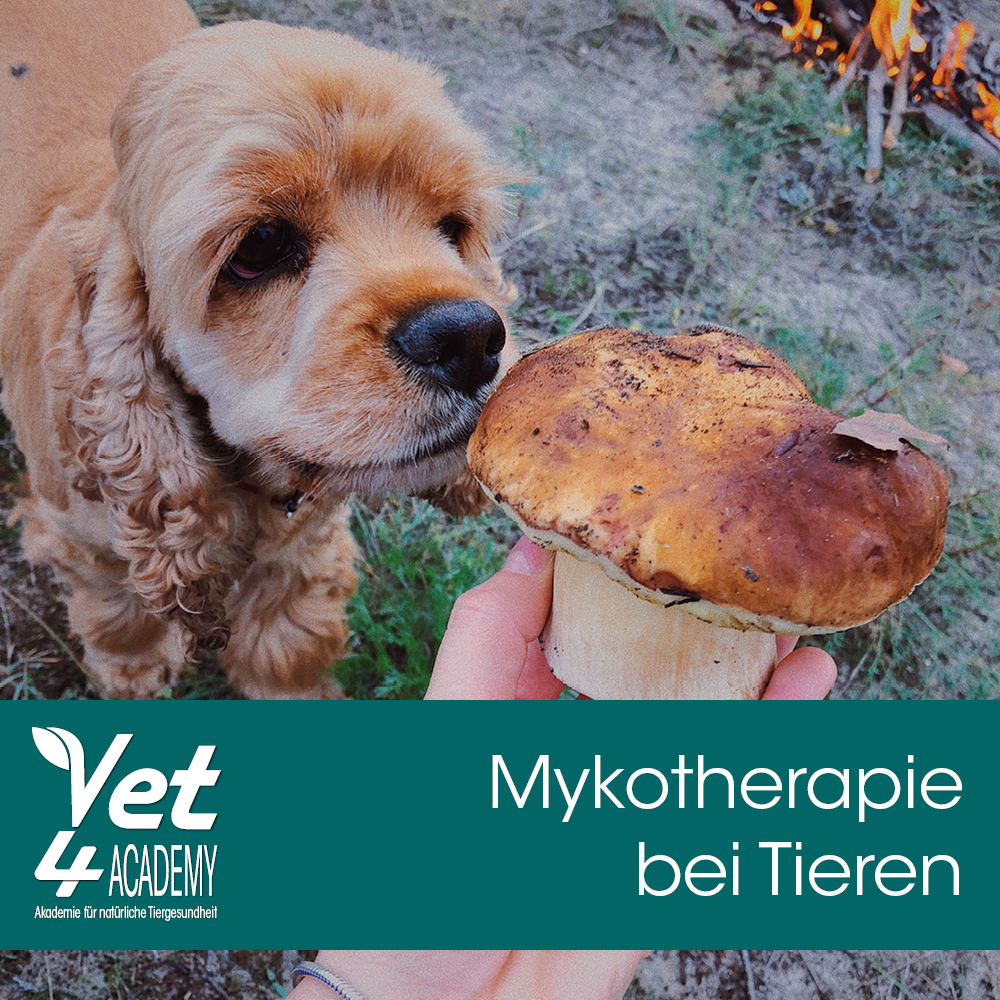 Videoaufzeichnung - Mykotherapie bei Tieren Fungus, Pflanze, Hund, Haustier