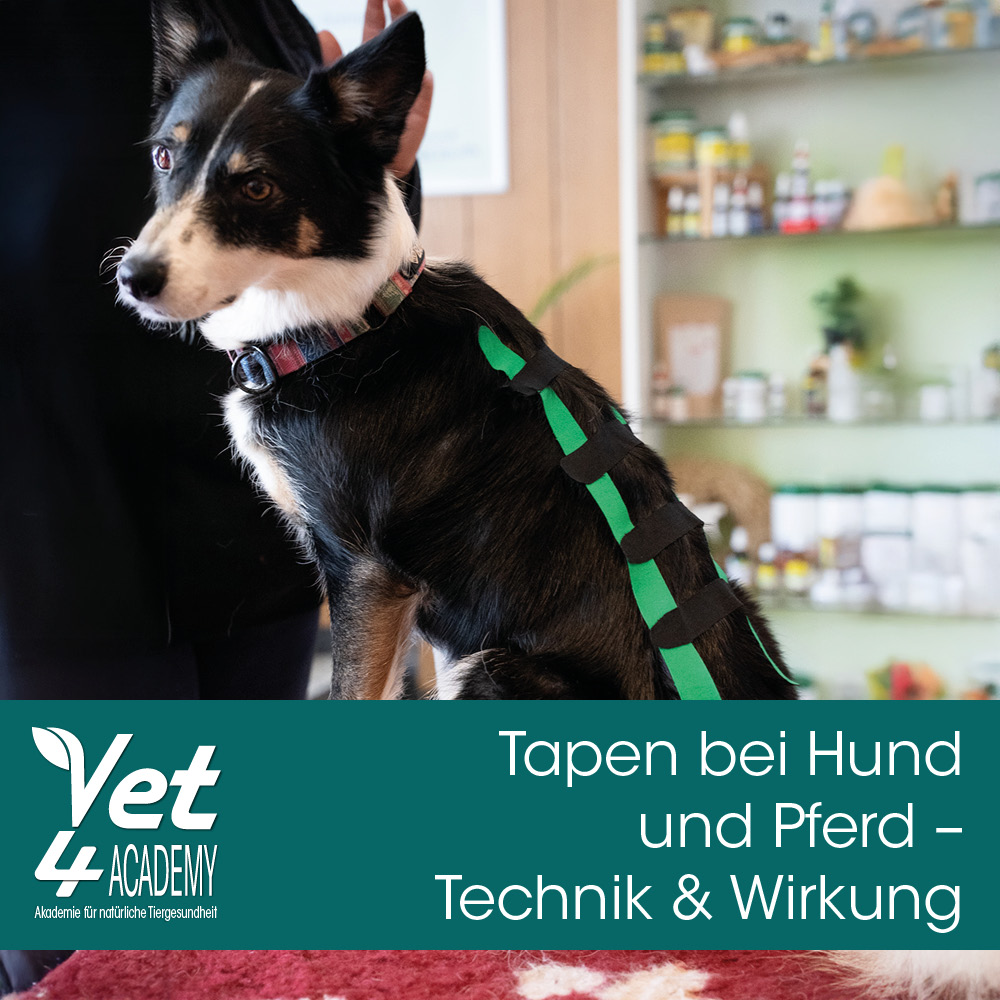 Zubehor, Riemen, Hund, Säugetier, Haustier