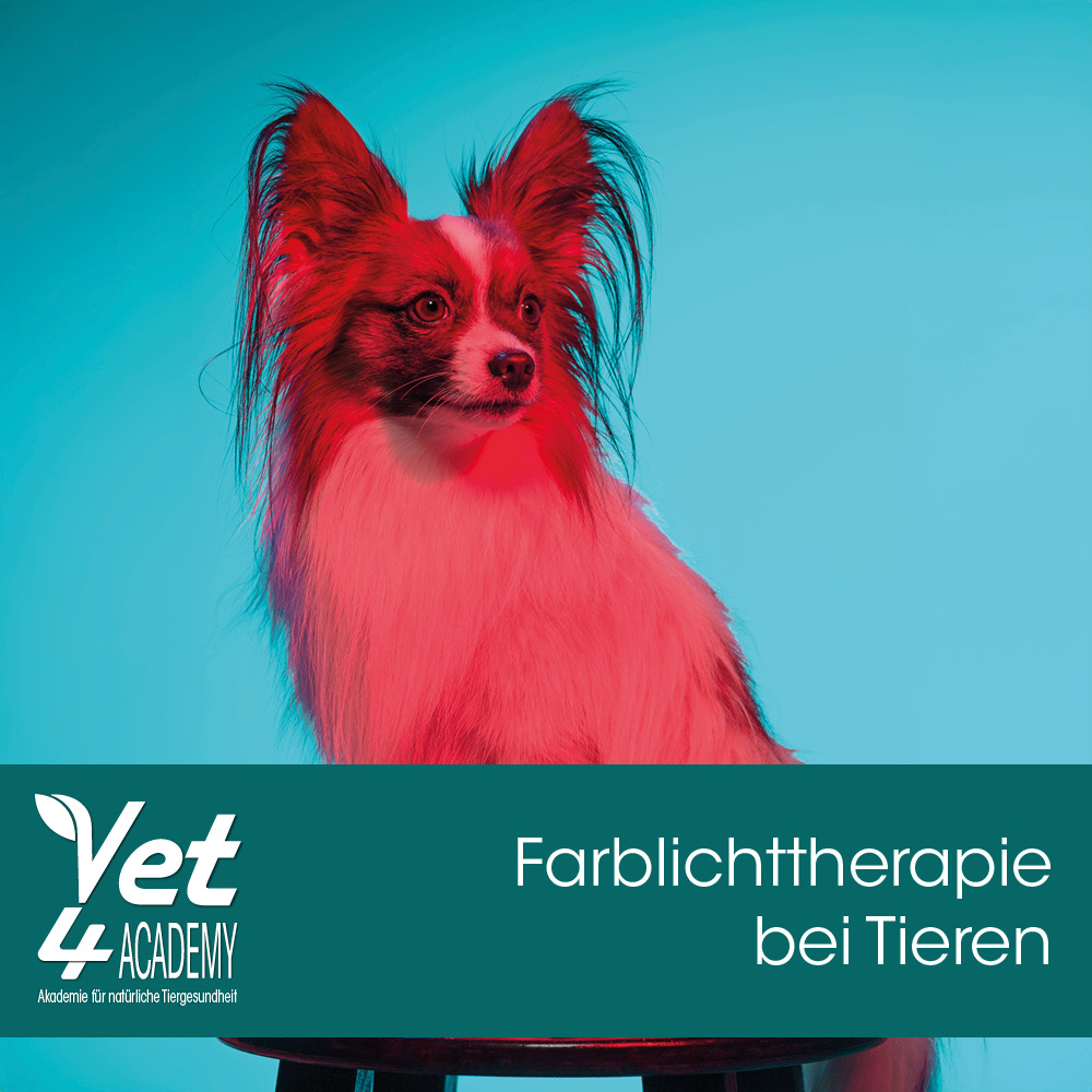 Farblichttherapie bei Tieren Hund, Cockerspaniel, Haustier, Papillon