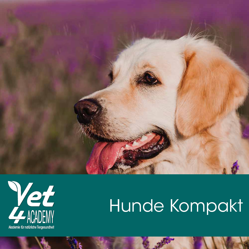 Videoaufzeichnung - Hunde Kompakt Hund, Golden Retriever, Säugetier, Haustier