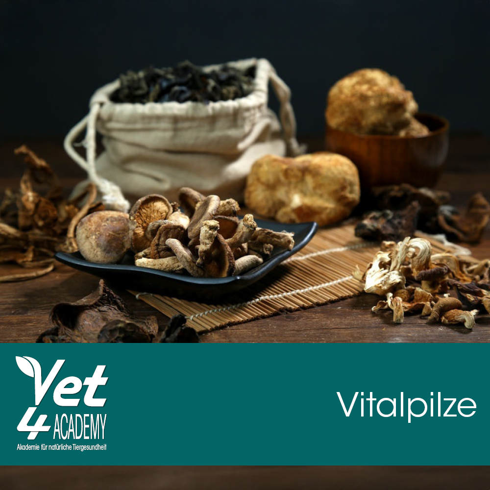 Videoaufzeichnung - Vitalpilze - welche Pilze setze ich bei welcher Krankheit ein Kräuterig, Kräuter, Pflanze