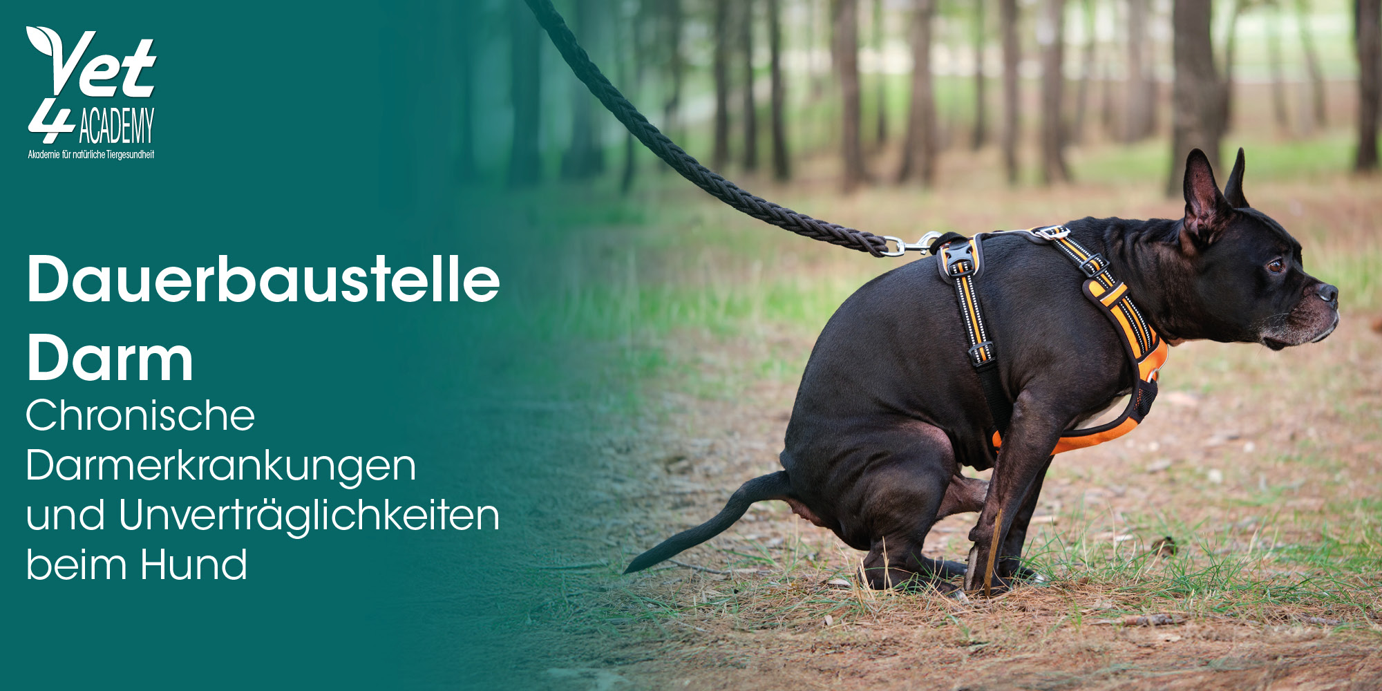 Zubehor, Riemen, Hund, Säugetier, Haustier, Zubehor, Riemen, Hund, Säugetier, Haustier, Zubehor, Riemen, Hund, Säugetier, Haustier