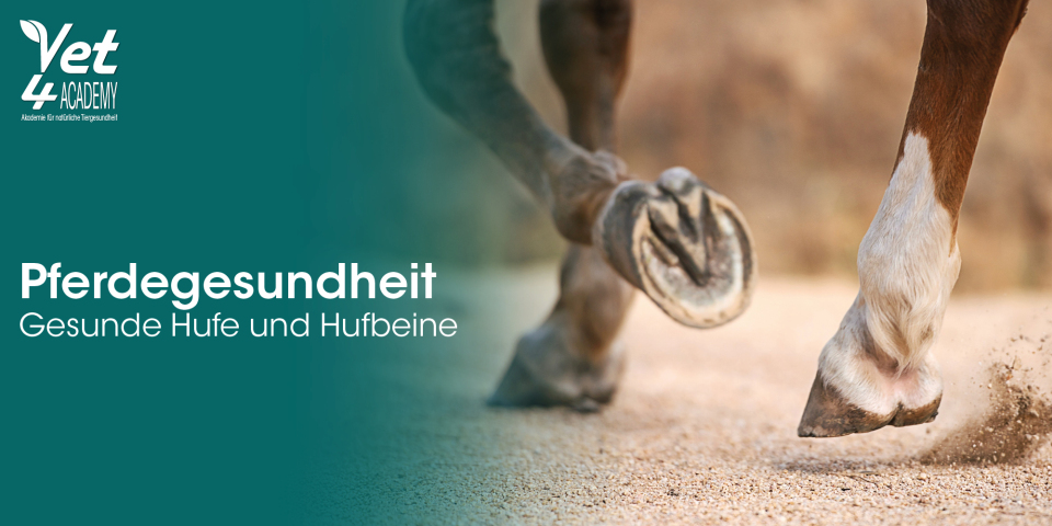 Pferd, Hufe, Bein, Staub, Boden, pferd, gesundheit, hufe, hufbeine, tierarzt