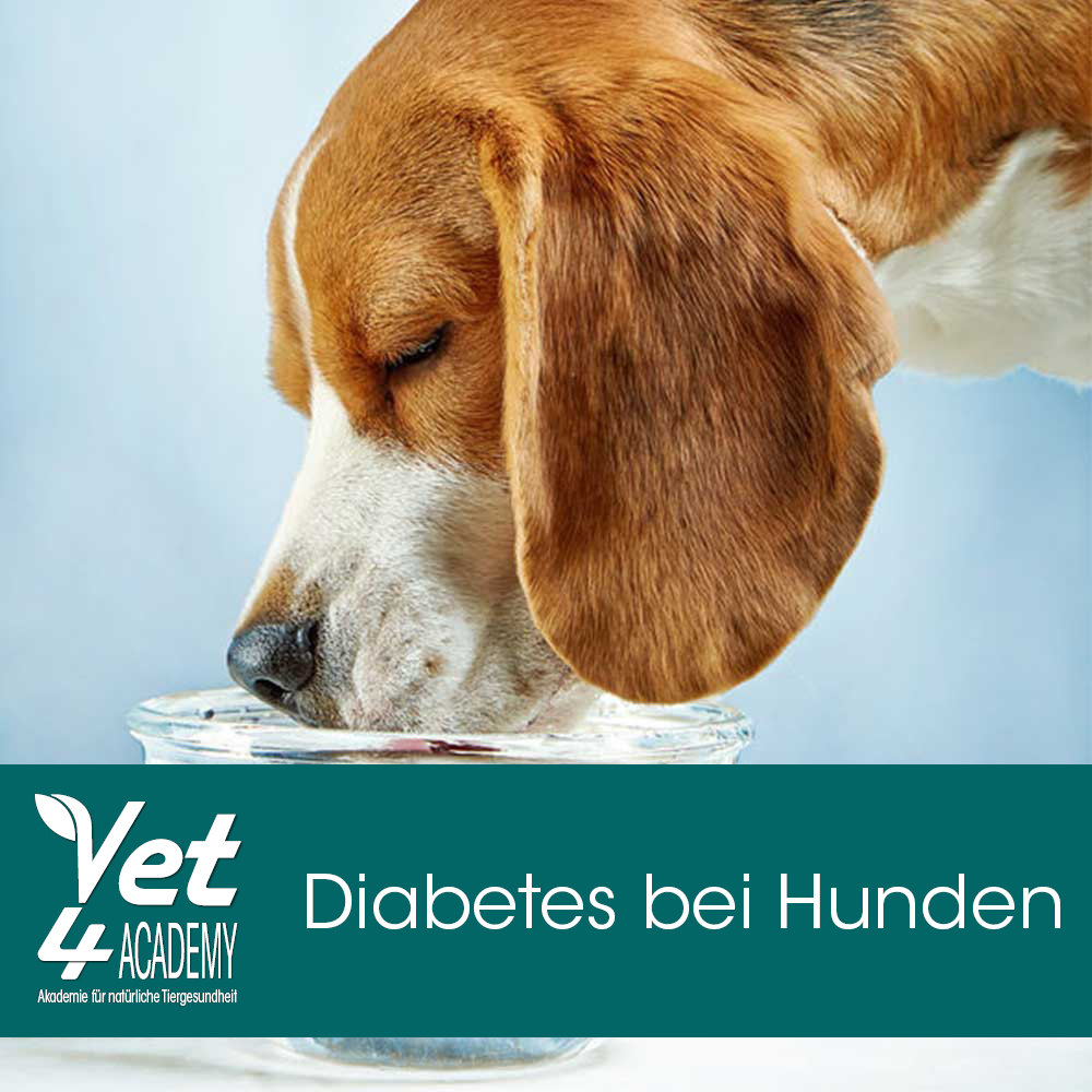 Videoaufzeichnung - Diabetes bei Hunden Videoaufzeichnung - Diabetes bei Hunden