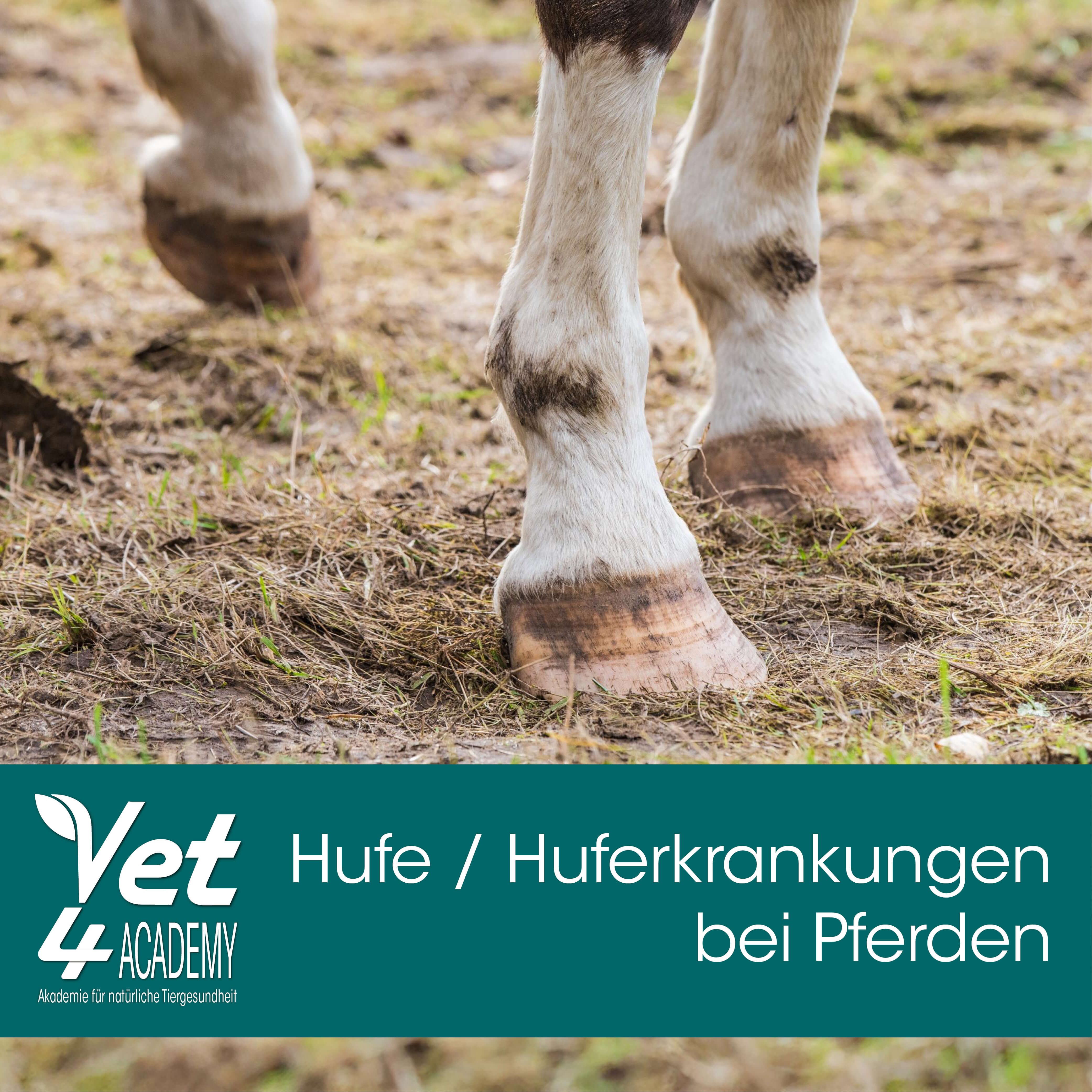 Videoaufzeichnung - Hufe & Huferkrankungen bei Pferden Videoaufzeichnung - Hufe & Huferkrankungen bei Pferden