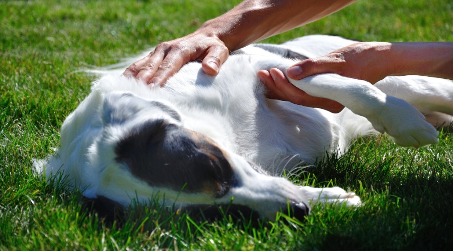 Hund, weißes Fell, Gras, Tierpflege, Freizeit
