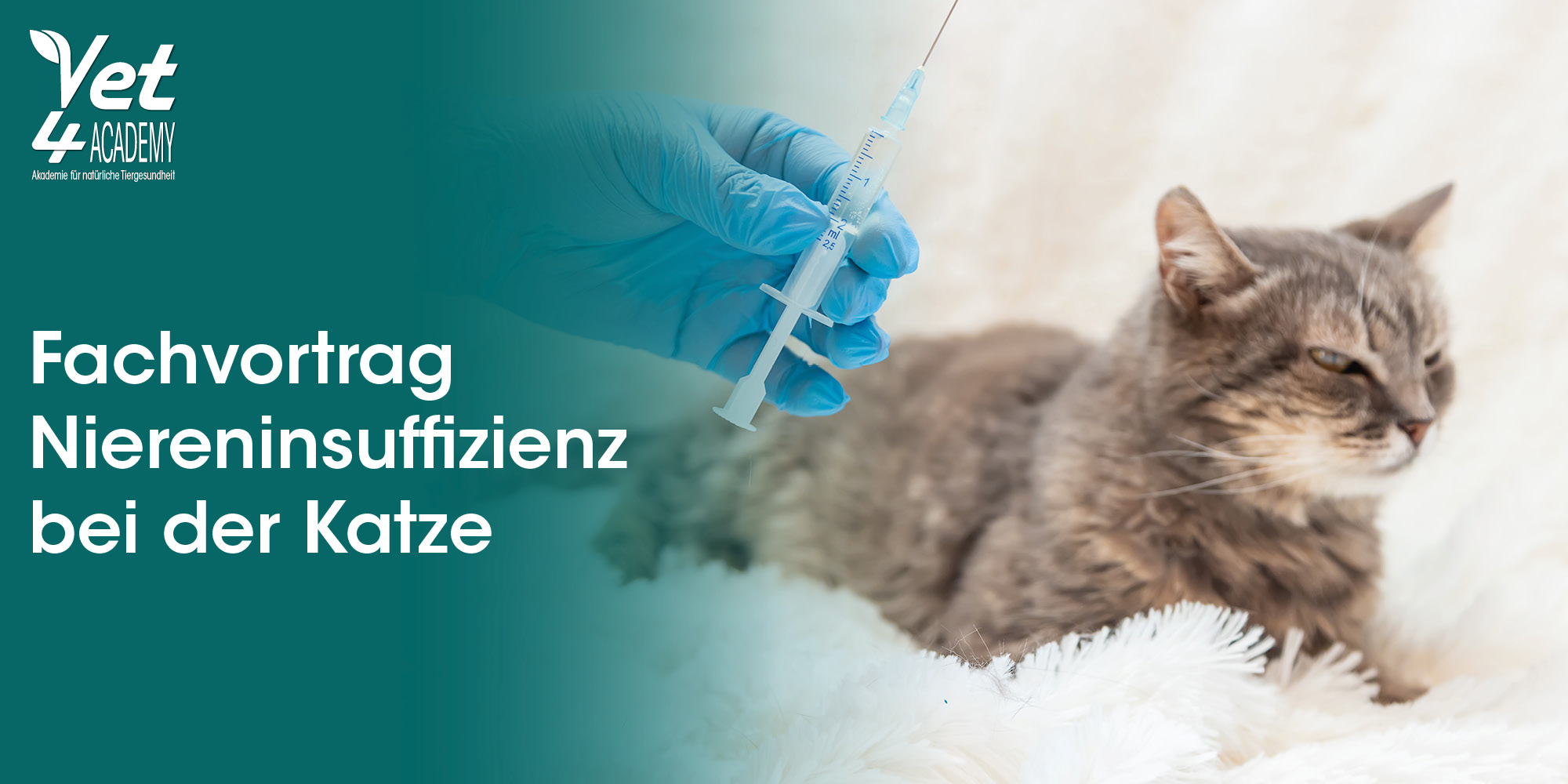Tierarzt, Katze, Spritze, Nadel, Impfung