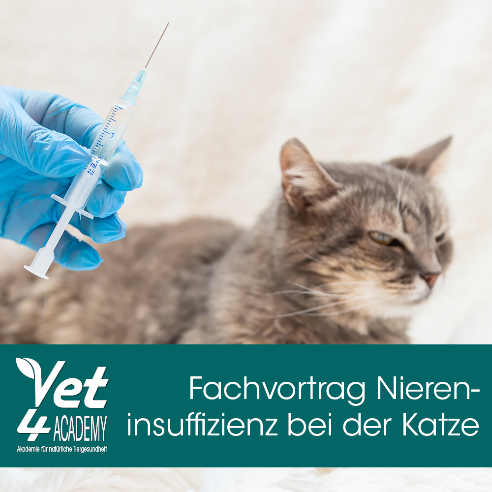 Videoaufzeichnung - Fachvortrag Niereninsuffizienz bei der Katze Injektion