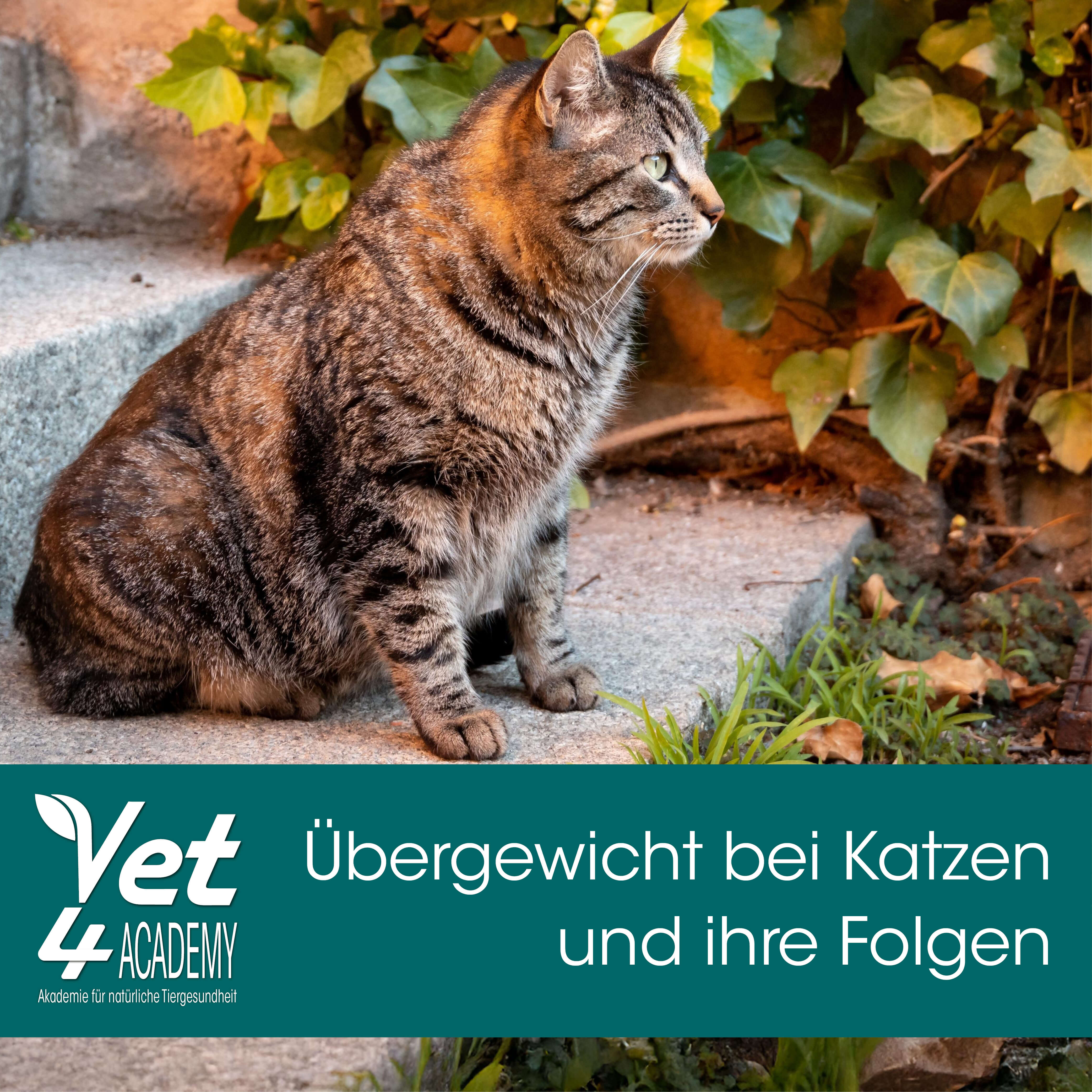 Übergewicht_Katze Katze, Mann, Haustier, Blatt, Pflanze
