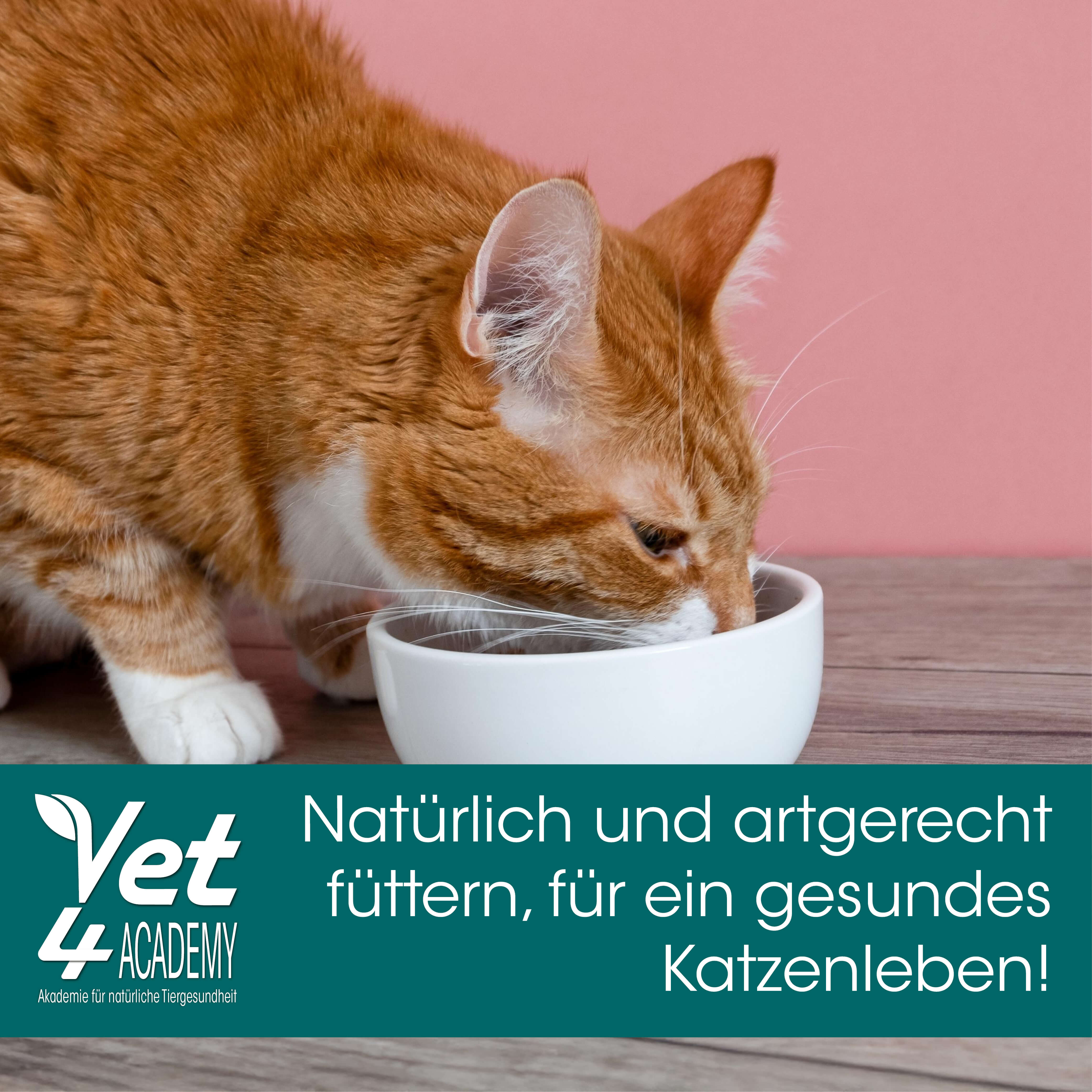 Videoaufzeichnung - Katzen natürlich und artgerecht füttern, für ein gesundes Katzenleben! Tier, Katze, Säugetier, Männchen, Haustier
