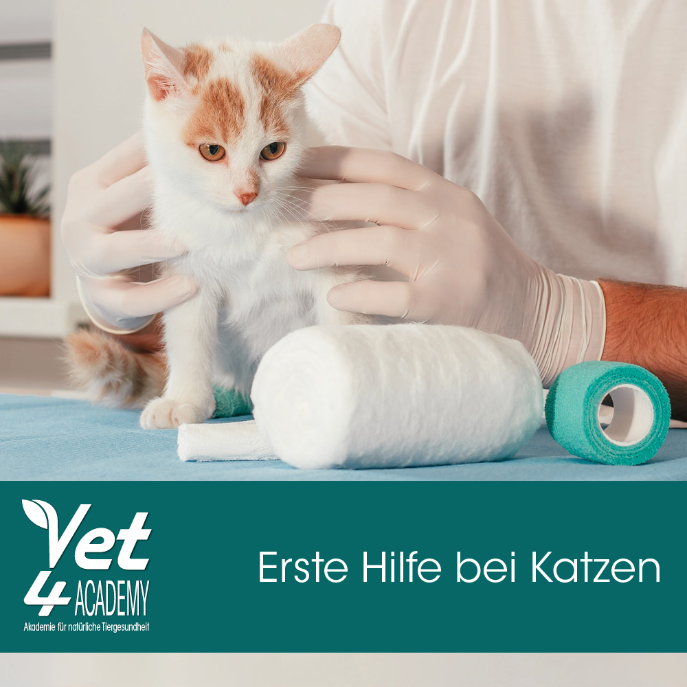 Katze, Kätzchen, Säugetier, Haustier, Band