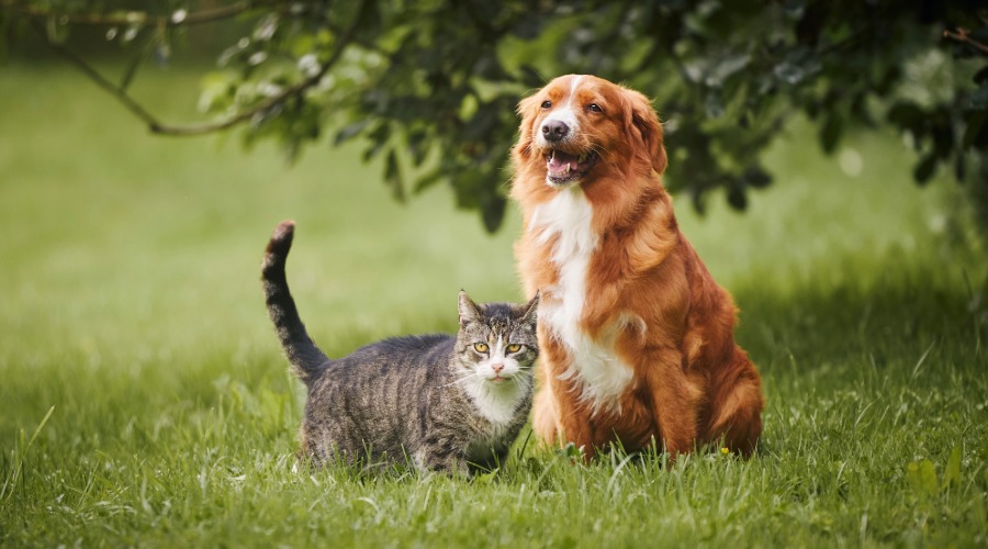 Hund, Katze, Tierpaar, Gras, Tier im Freien